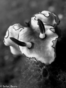 B/W nudi by Beate Seiler 
